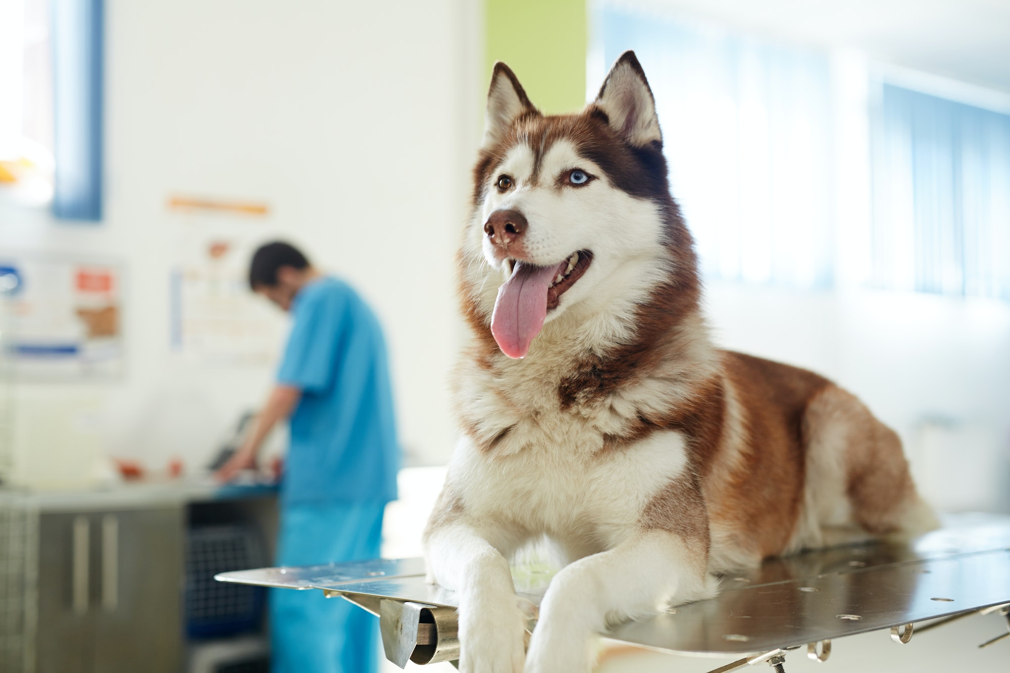 patient-of-vet-clinic.jpg